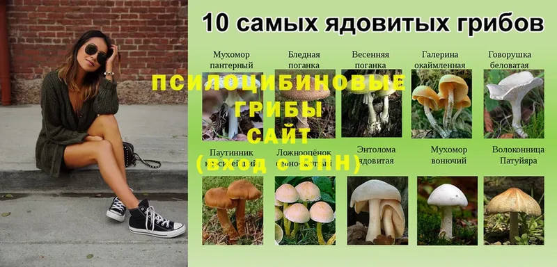 Псилоцибиновые грибы Magic Shrooms  Баймак 